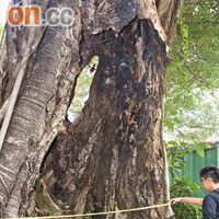 大樹被侵蝕並形成巨大樹窿，面積約有八呎乘八呎，足可容納兩個成年人。