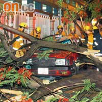 何文田<BR>巴富街一棵兩噸重鳳凰木塌下壓毀一部的士，司機被困車內。	（蕭植梧攝）