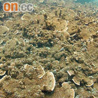 有潛水專家指死者可能被甕缸灣海底珊瑚纏住裝備出事。	（資料圖片）