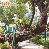 這棵黃槿去年在颱風時向歪，至今樹身仍未被加固，隨時塌下。	（甘偉倫攝）