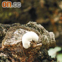 樹身長出菌菇，顯示樹身已受細菌入侵。