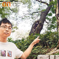 劉文忠指出前方的洋紫荊樹幹上有腫瘤，後面的大葉合歡則樹幹穿窿，兩者都是樹木患病的病徵。