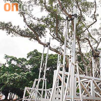 九龍公園這棵「樹王」約三成樹身去年被強風吹倒，現時需靠金屬架支撐。