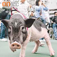寵物豬一度甚得市民喜愛。	（資料圖片）