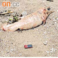 龍鼓灘上灘發現年幼中華白海豚屍體。	（黃君堡攝）