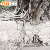 樹根生長空間不足，終「破石而出」，專家擔憂最終有倒塌危險。	（伍鎮業攝）