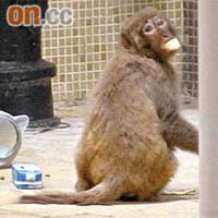 長沙灣海麗邨猴子攀水管取花生觸動機關被捕獲。	（陳桂建攝）