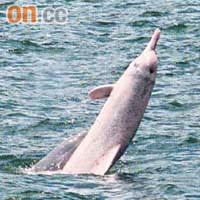環保人士擔心龍鼓灘興建天然氣站會影響白海豚生態。