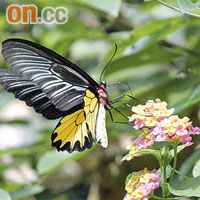 裳鳳蝶是參觀鳳園人士最喜愛的蝴蝶之一。