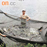 生態魚場養魚密度較低，收穫只是一般魚場的六成。