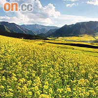 青海省門源縣暑假時盛開的黃色油菜花田，是當地著名景點。