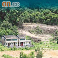 西貢土瓜坪村一處風水林，有大片樹木遭砍伐。	（蘇文傑攝）