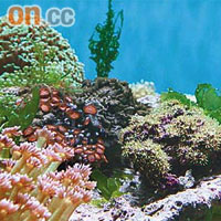 濕地公園專題展覽展出多種色彩斑斕的石珊瑚。