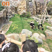 盈盈與樂樂深受港人喜愛，大家都希望牠們開枝散葉，誕下首隻港產大熊貓。