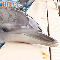小海豚海琪○一年透過人工受孕方法出生。	（海洋公園圖片）