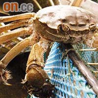 今年陽澄湖大閘蟹的產量受風災影響。
