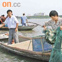 陽澄湖大閘蟹約於本月廿一日試捕上市。