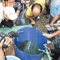 大批市民在水桶旁圍觀遭捕獲的福鱷。