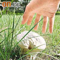 怪菇「入侵」荔枝角公園，體積有如嬰兒頭顱，顯示已生長了一段時間。	（吳啟偉攝）