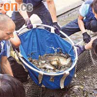 海洋公園專家布下網陣，輕易撈起多條魚。（曾紹良攝）