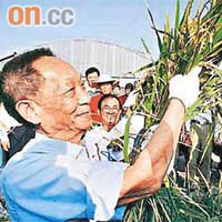 袁隆平研發的雜交水稻技術被譽為「第二次綠色革命」。