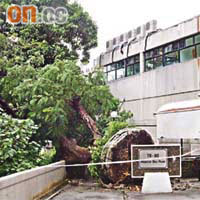 高達十五公尺的鳳凰木疑受颱風吹襲倒塌，壓毀隔鄰幼稚園的外牆。	（蔡高華攝）
