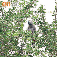 百厭鸚鵡佇立在高高樹梢。	（林少兒攝）