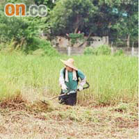 阿堂負責斜坡除草工作，經常在草叢之中，增加遭蚊叮蟲咬機會。
