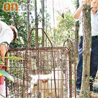 唐狗誤闖入捕獸籠被困一夜，由愛護動物協會人員拯救。	（翁火攝）