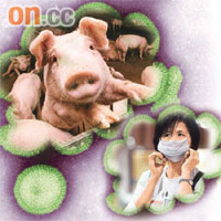 港爆發首宗豬流感人傳豬個案，專家警告恐引發大規模疫情。	（設計圖片）