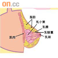 正常的乳房不會出現粒狀硬塊。圖為乳房構造。