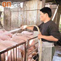 錦田出事豬場工人加強每日清洗豬欄及為豬隻沖涼，保持衞生良好。	（蕭毅攝）