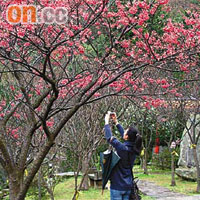 陽明山為台灣著名旅遊區，一年四季皆有遊人前往。	（資料圖片）