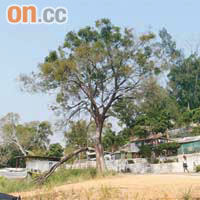 石塘村內大樹樹幹被風吹斷，主幹亦裂開，但地政總署拖延五個月才移走樹木。