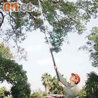 攀樹師用數米長的鐮刀修剪樹枝。