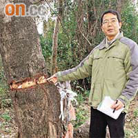 黃偉賢指，有人特意削去大樹樹皮，目的是要令樹木枯死。