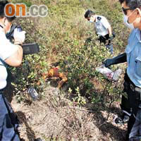 警員拍照及檢視灌木叢中的女屍。	（歐展鴻攝）