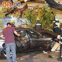 意外當日被塌樹壓至凹陷的車輛，消防員須割斷樹枝才能移走。
