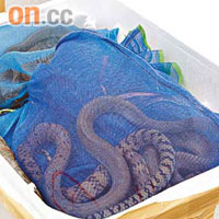 水律蛇被尼龍袋包裹。