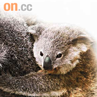 南澳洲政府將送贈一對年幼樹熊給本港。	（資料圖片）