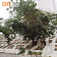 混凝土格排鞏固斜坡技術既能確保斜坡安全亦可保育樹木。