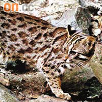 豹貓在港受保護野生動物條例保護。	（資料圖片）