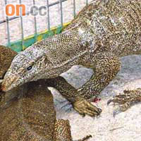「五爪金龍」巨蜥屬受保護瀕危動物。	（資料圖片）