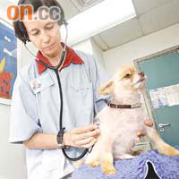 愛護動物協會建議，寵物受傷或有病，應找獸醫診治。