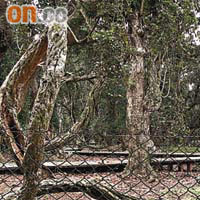 大埔荔枝窩內的白花魚藤被漁護署圍上鐵絲網進行保育，遊人感掃興。