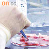 實驗室會儲存四厘米長的臍帶，經過清洗、清除血管、培植、分離幹細胞等多個程序，便會低溫儲存。	（陳錦輝攝）