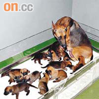 另一同屬瑪蓮萊犬的警犬NONA，早前亦曾誕下十四頭小狗。