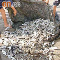 華南沿岸魚獲買少見少。