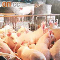 豬隻分欄飼養，有助減少口蹄病的傳播。