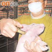 本地豬農會為豬隻注射口蹄病疫苗，防止染病。